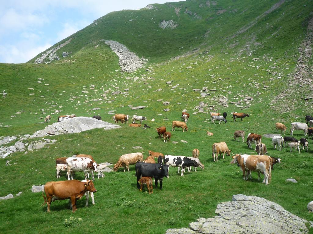 B&B Alpe Veglia Варцо Экстерьер фото
