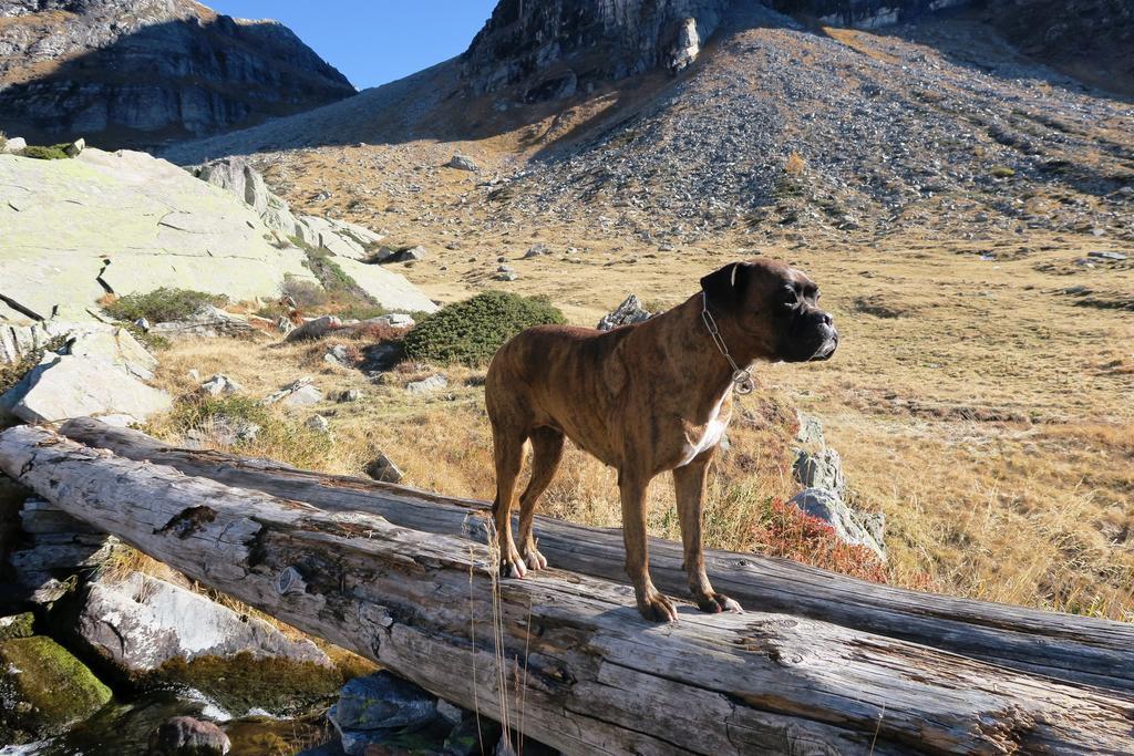 B&B Alpe Veglia Варцо Экстерьер фото